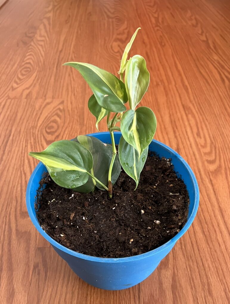 Easy Pet: Golden Pothos/House/Indoor Plant