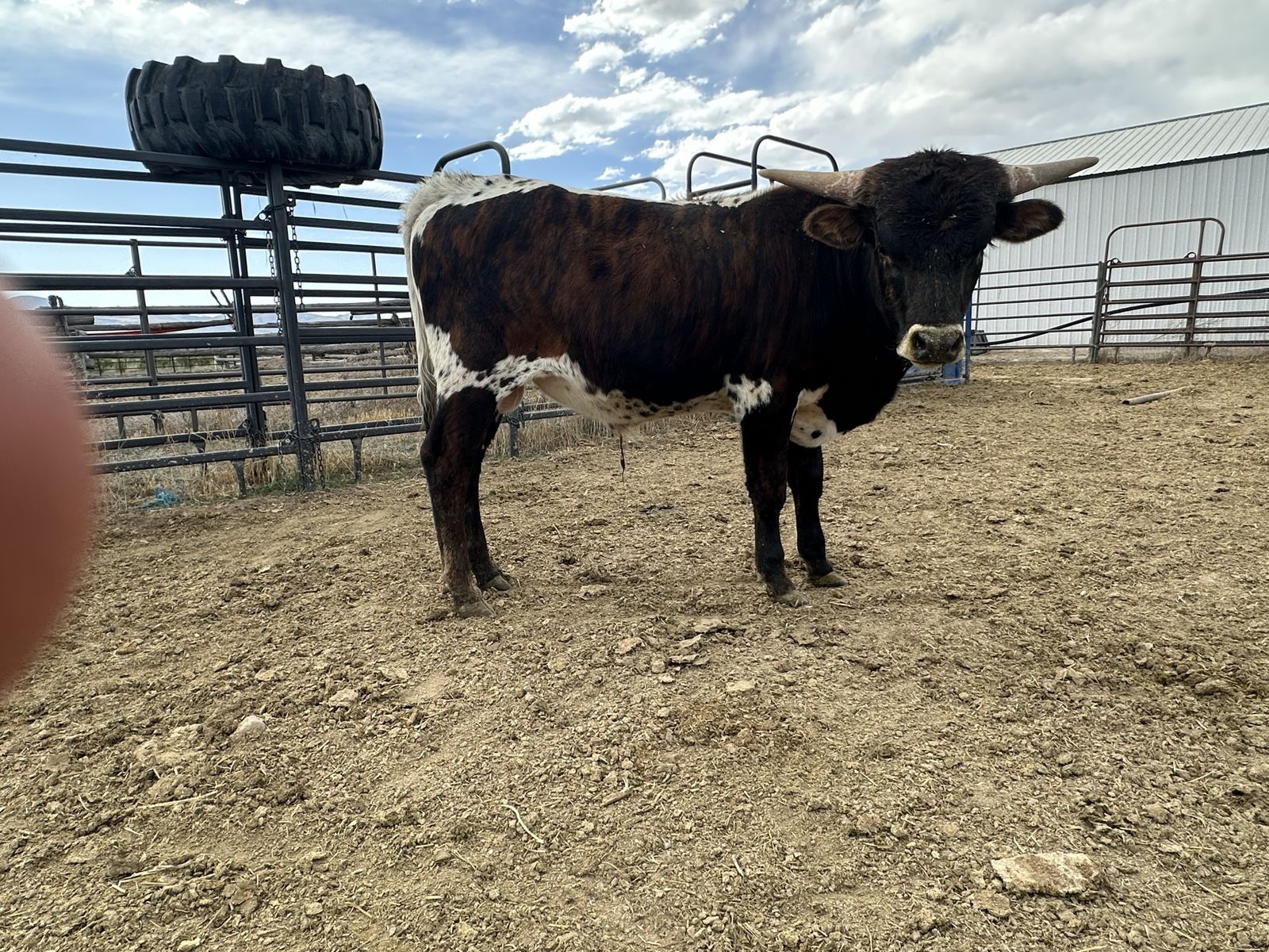 Longhorn Bull