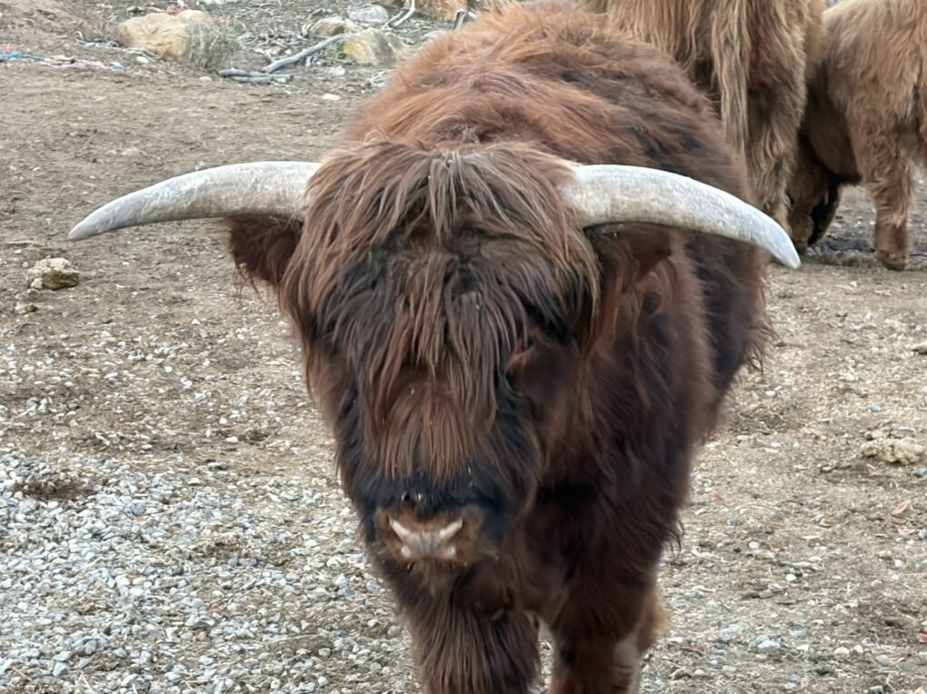 Two Year Old Highland Bull ,