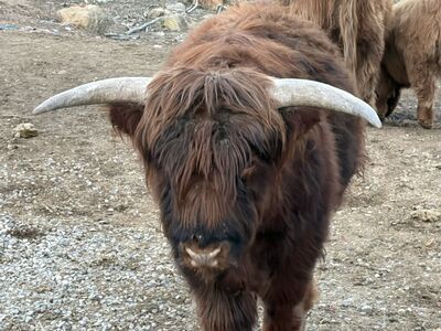 Two Year Old Highland Bull ,
