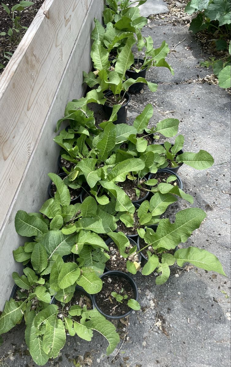 Started Horseradish Roots 1 Gallon