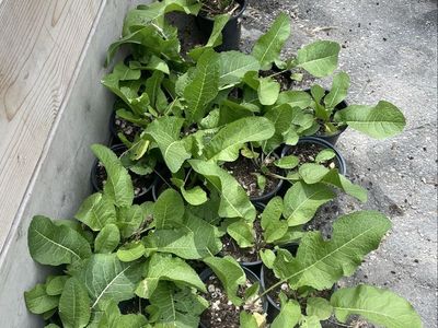 Started Horseradish Roots 1 Gallon