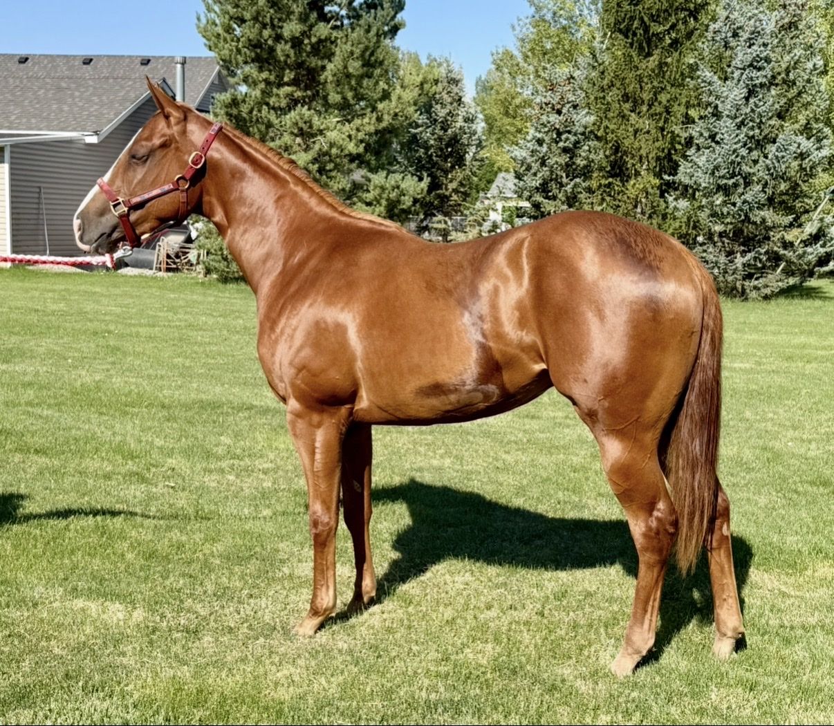 2-Year-Old Filly: Good Candy P x Mr Jess Perry (Sweet P) - Track Broke Mare Prospect