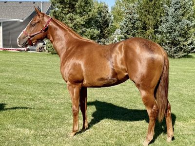 2-Year-Old Filly: Good Candy P x Mr Jess Perry (Sweet P) - Track Broke Mare Prospect