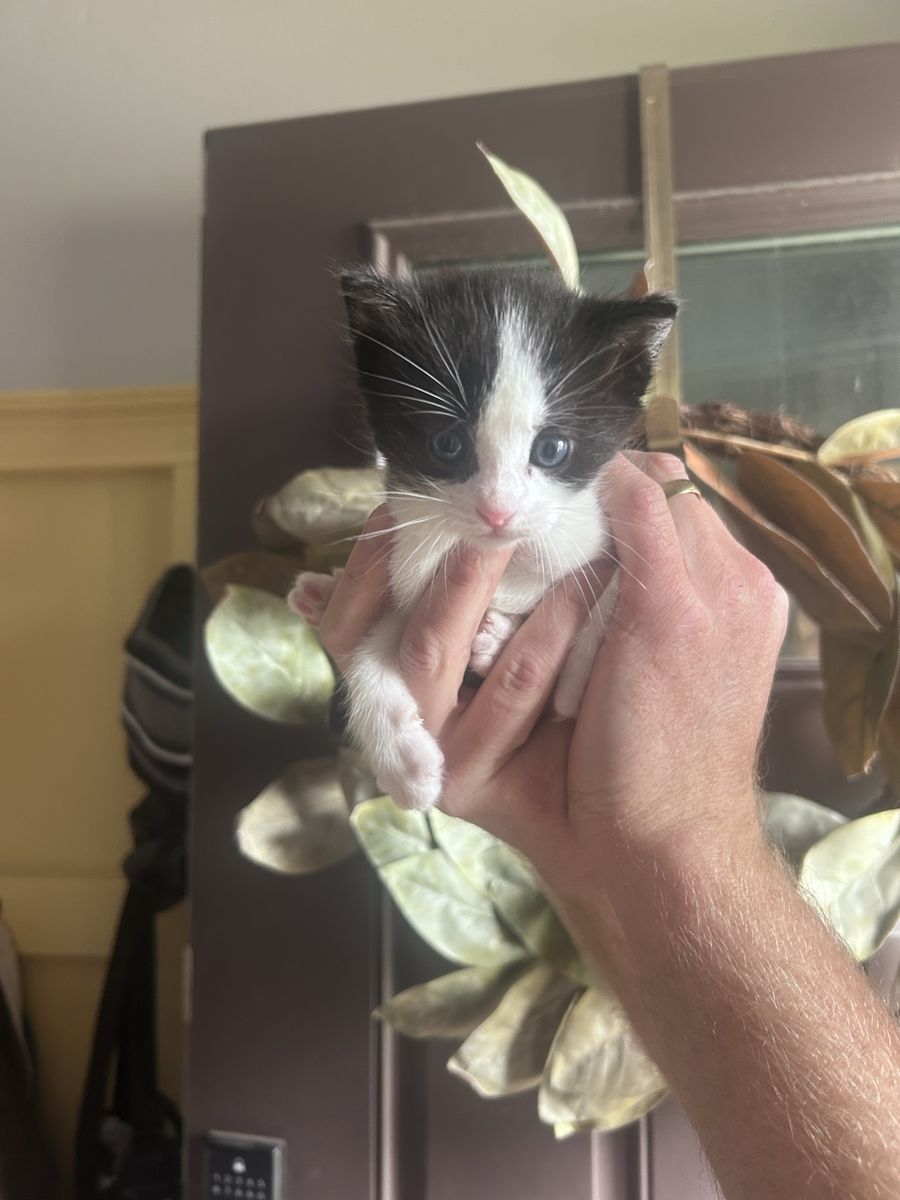 Kittens