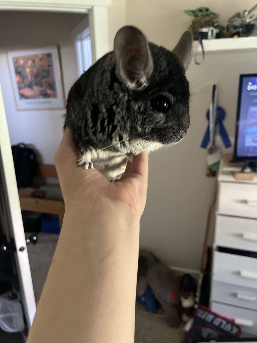 *$$ REDUCED** 2 Chinchillas