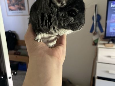 *$$ REDUCED** 2 Chinchillas