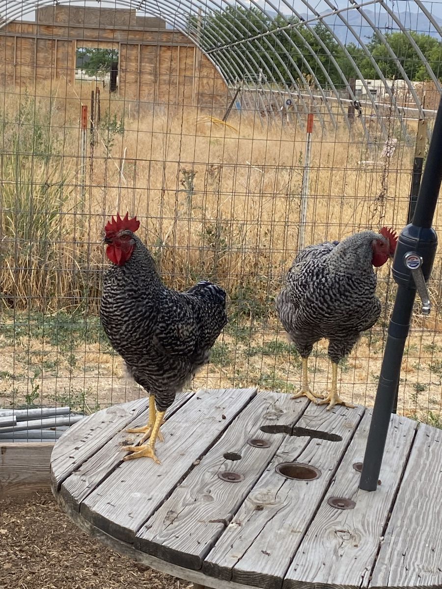 Barred Rock Roosters - Farm Raised Poultry