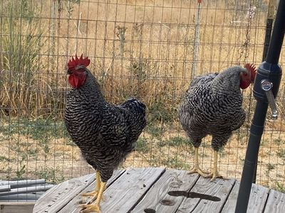 Barred Rock Roosters - Farm Raised Poultry