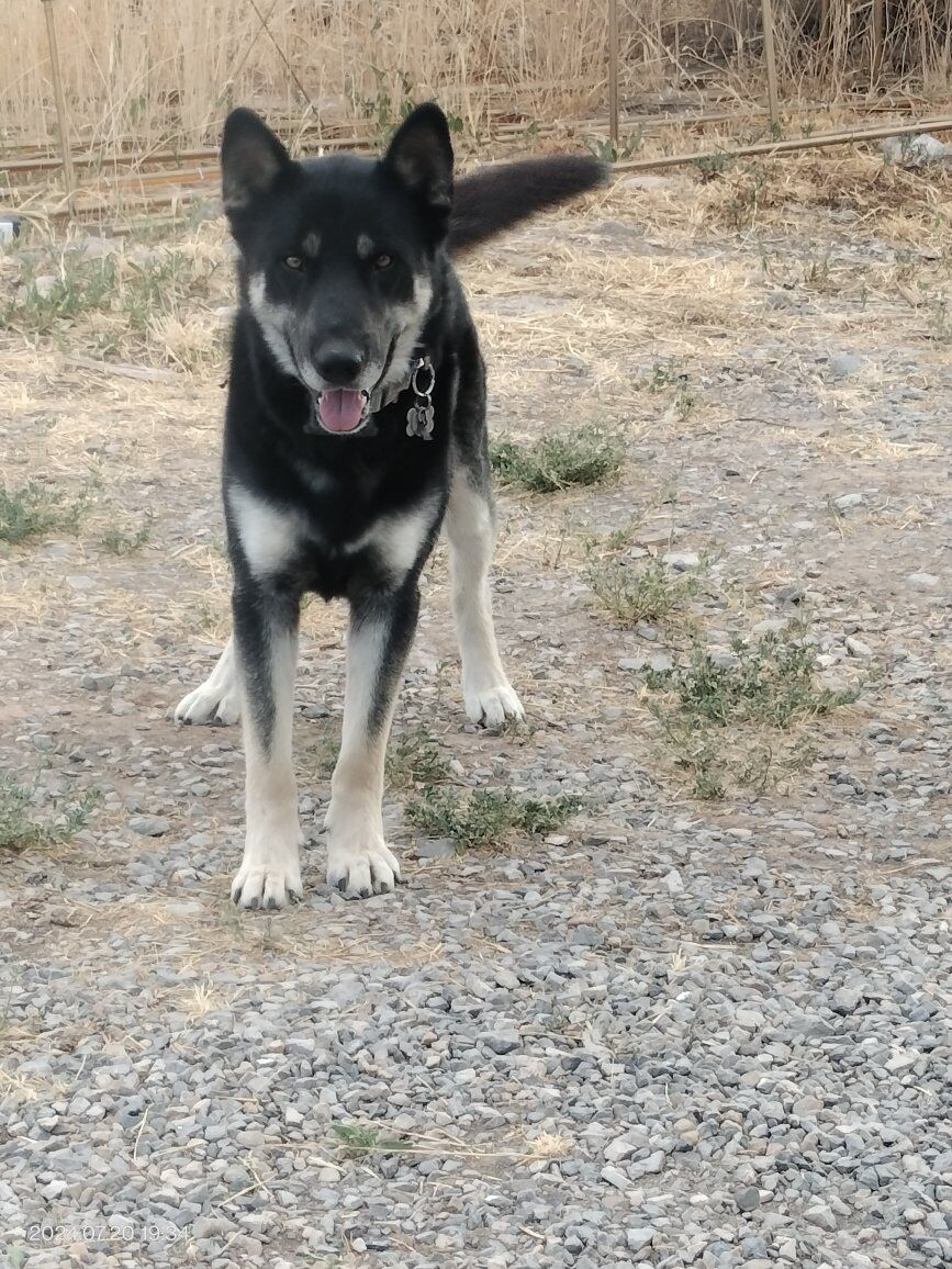 Husky German Shepherd mix Shepsky
