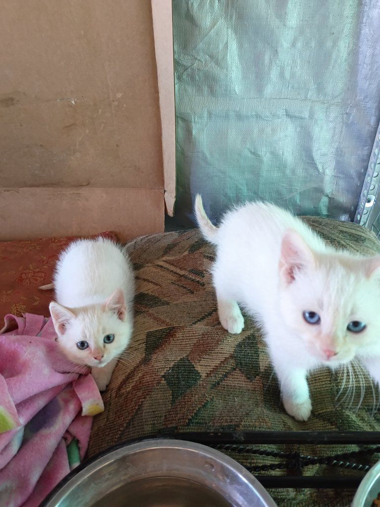 Flame-Point Longhair Kittens – Exceptionally Social, Fully Ready 6/26/26