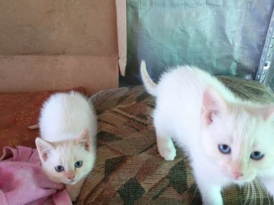Flame-Point Longhair Kittens – Exceptionally Social, Fully Ready 6/26/26