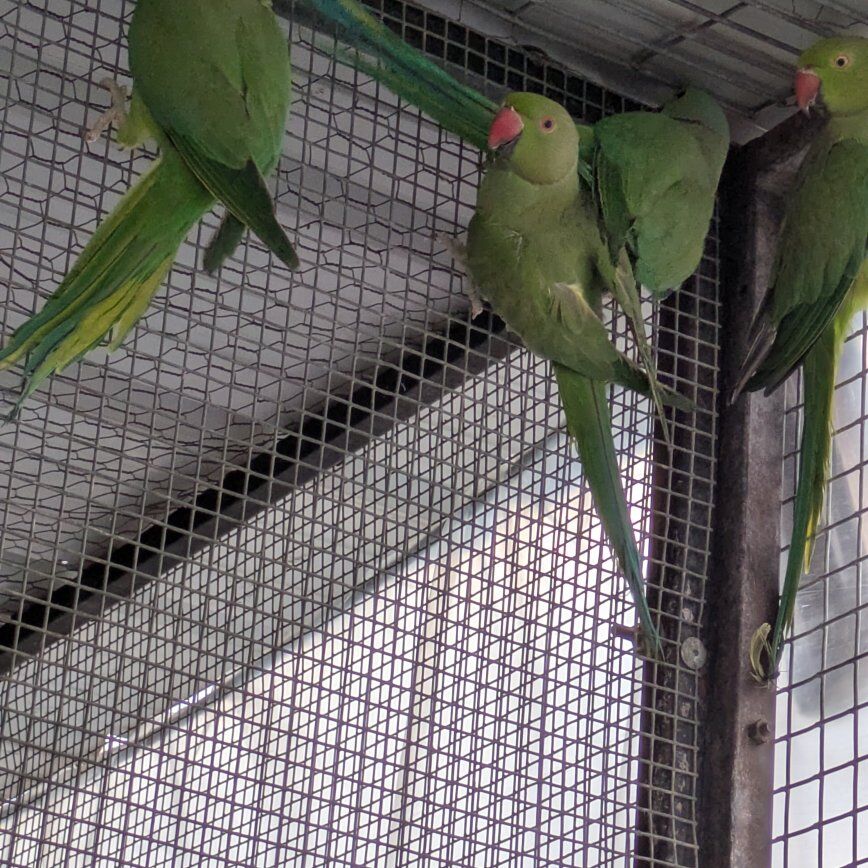 Green Indian ringnecks for sale
