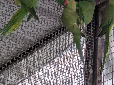 Green Indian ringnecks for sale