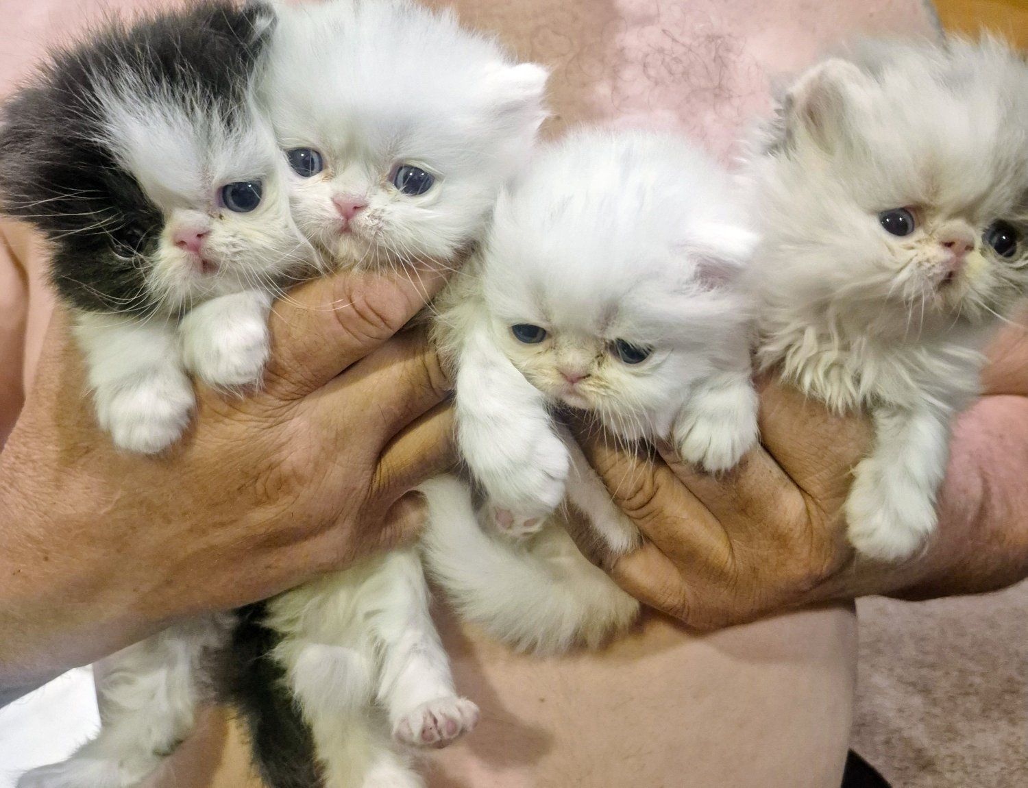 Persian Purebred kittens (4 left)