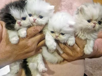 Persian Purebred kittens (4 left)