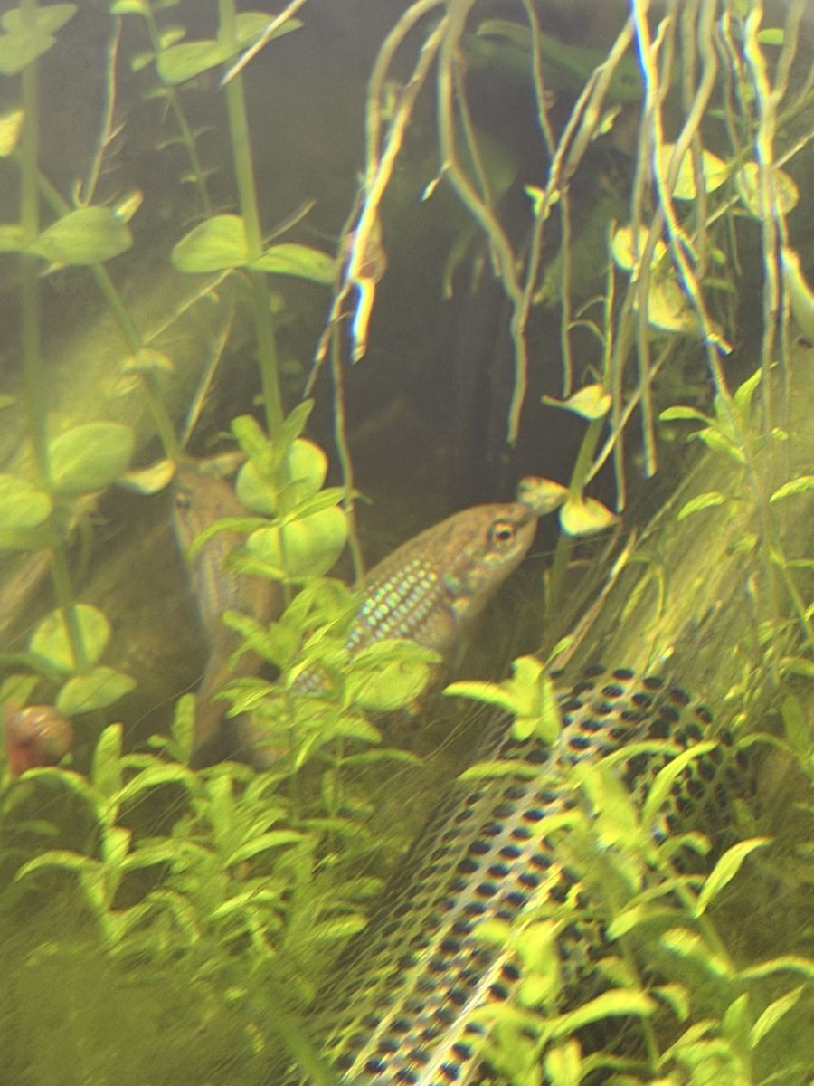 ALIEN BETTA REHOME FREE