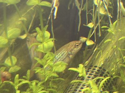 ALIEN BETTA REHOME FREE