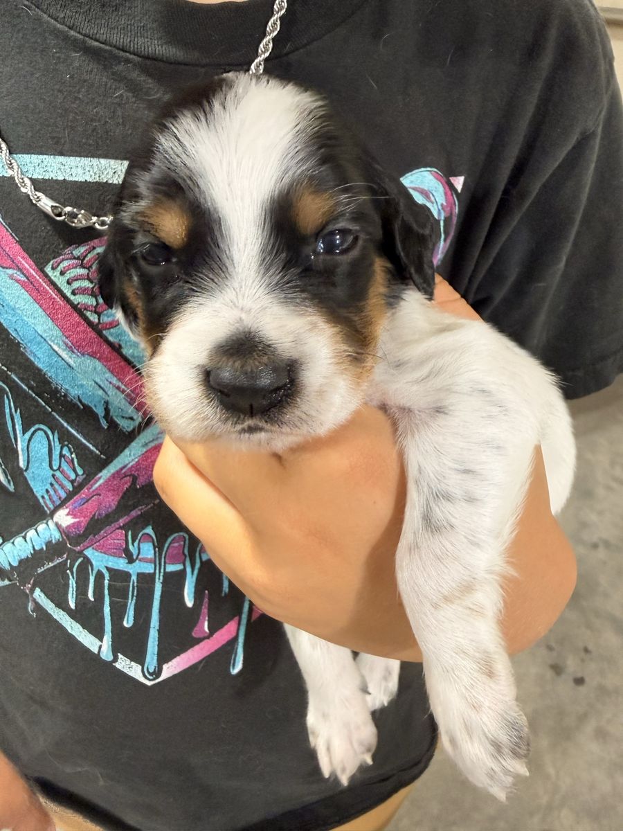 Llewellin Setter Puppies