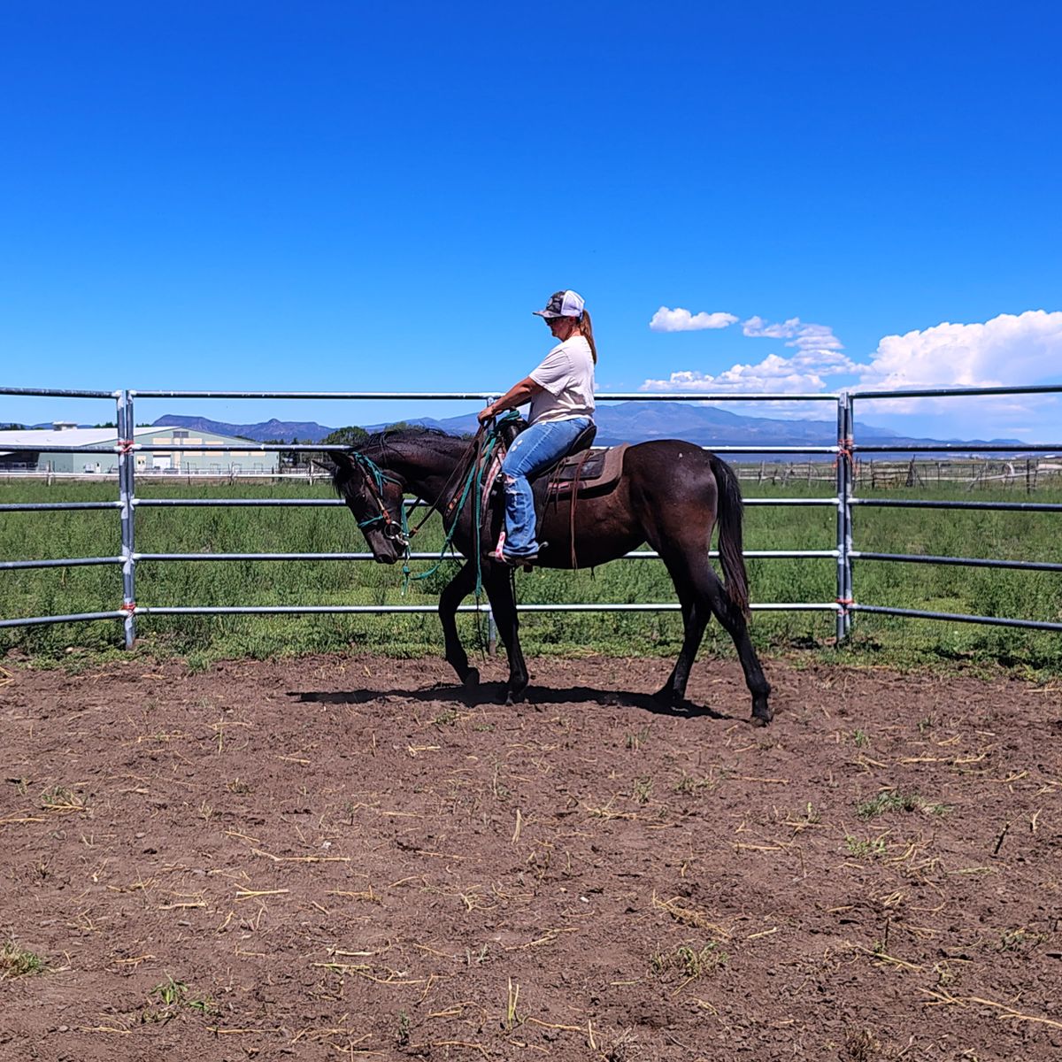 Warlander filly .(friesian/ andalusian)