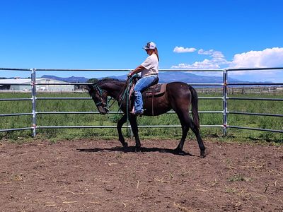 Warlander filly .(friesian/ andalusian)