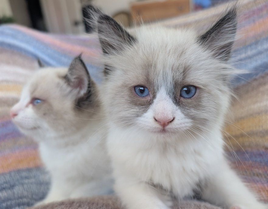 Adorable Baby Kittens