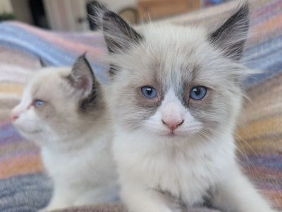 Adorable Baby Kittens