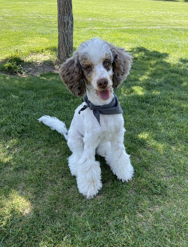 AKC Chocolate Merle Parti Poodle For stud