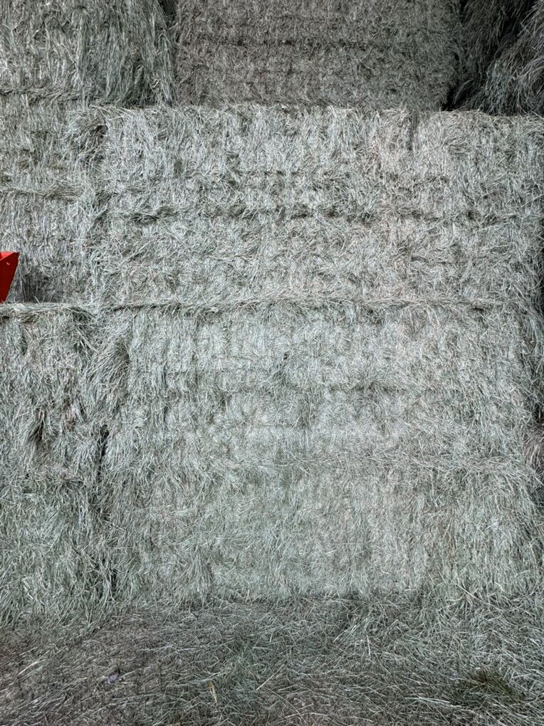 Beautiful Grass Horse Hay