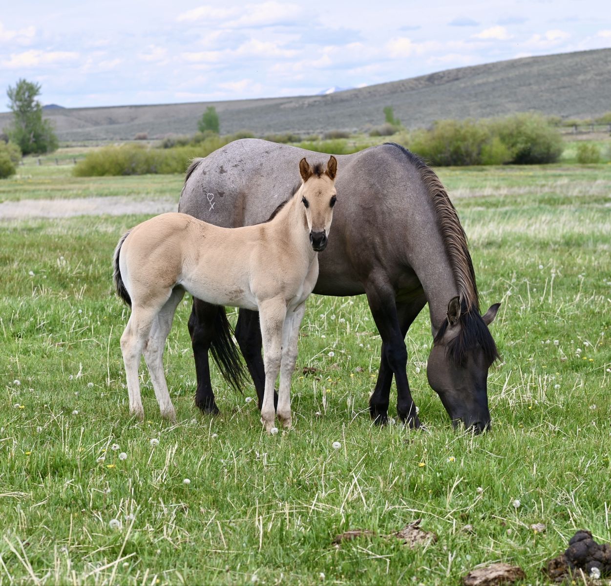 2026 AQHA Dun Roan Filly