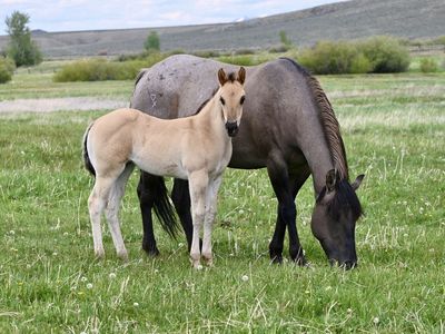2026 AQHA Dun Roan Filly