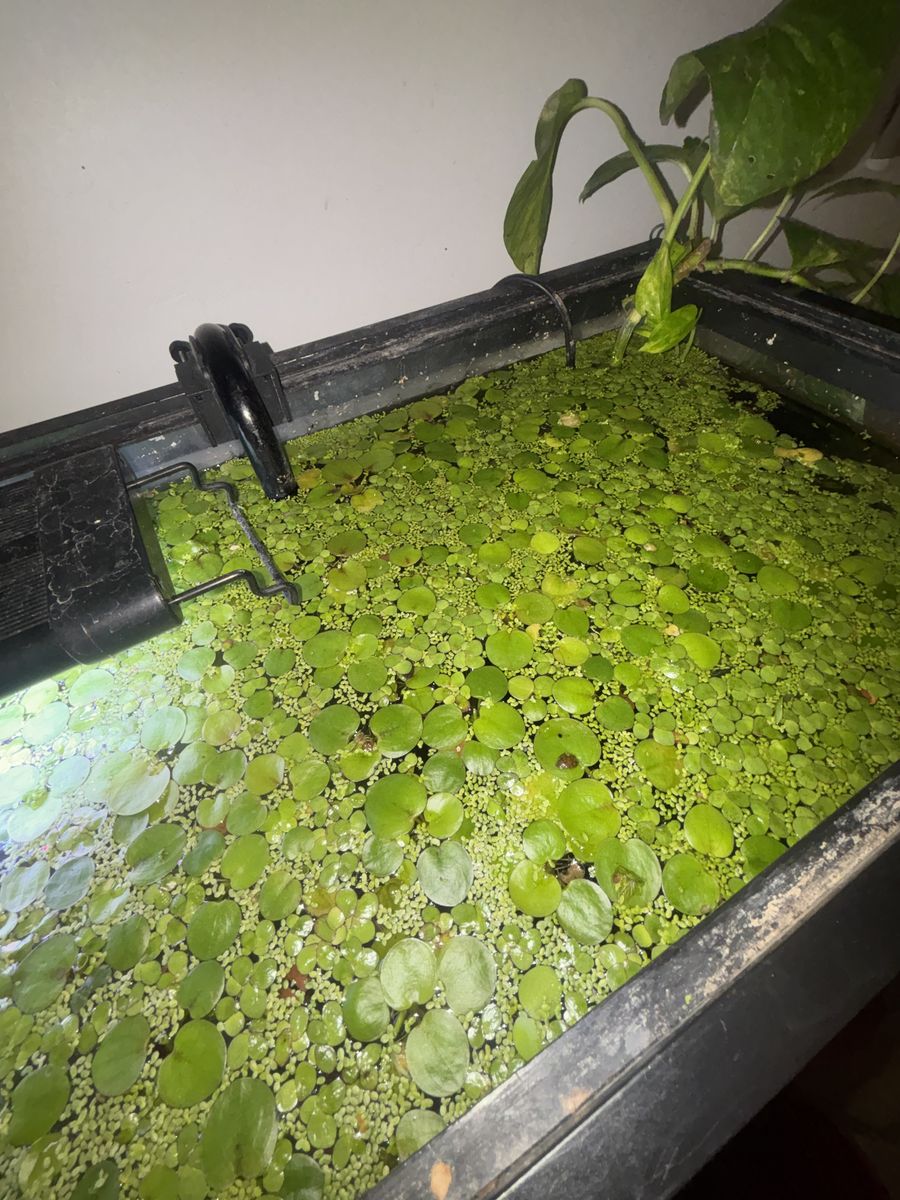 Aquarium Floating PlanTs $10 minn Purchase