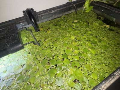 Aquarium Floating PlanTs $10 minn Purchase