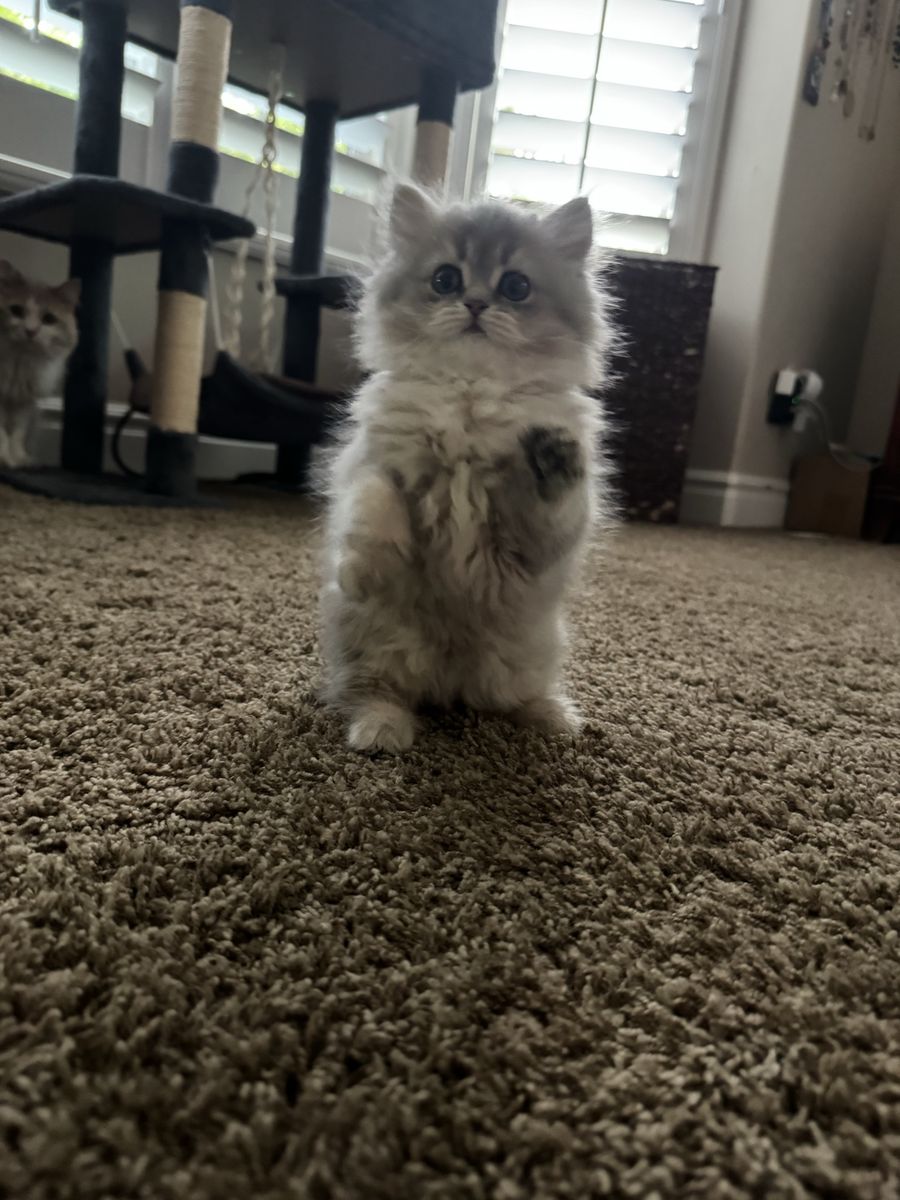 Scottish Fold/Straight Kittens