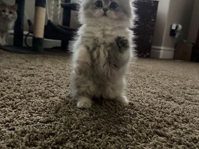 Scottish Fold/Straight Kittens