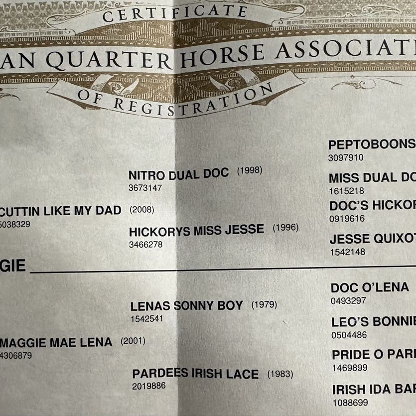 Metallic Cat/Peptoboonsmal/Doc O’Lena Stud Colt