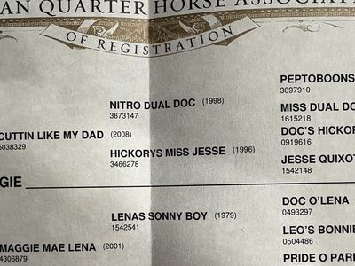 Metallic Cat/Peptoboonsmal/Doc O’Lena Stud Colt