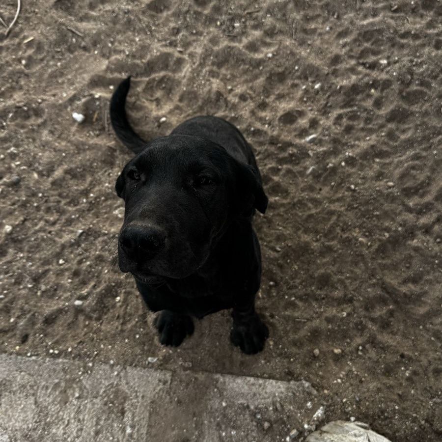 Black lab And German Shepard/Belgian Malinois