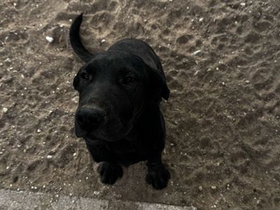 Black lab And German Shepard/Belgian Malinois