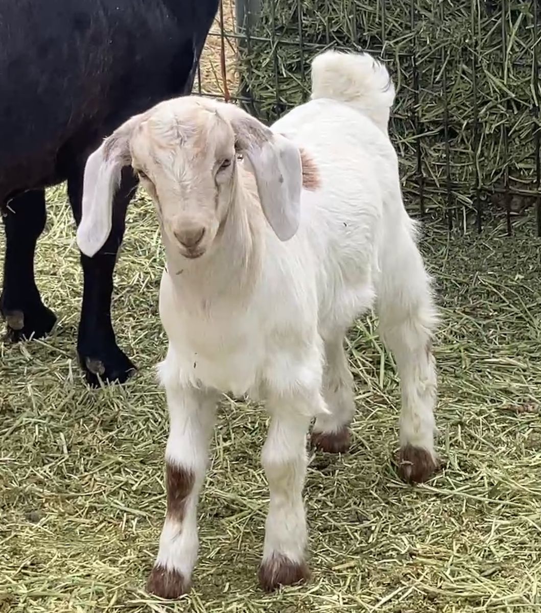 Boer bucklings / 4-h prospects
