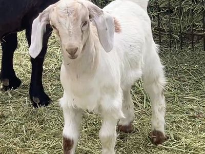 Boer bucklings / 4-h prospects