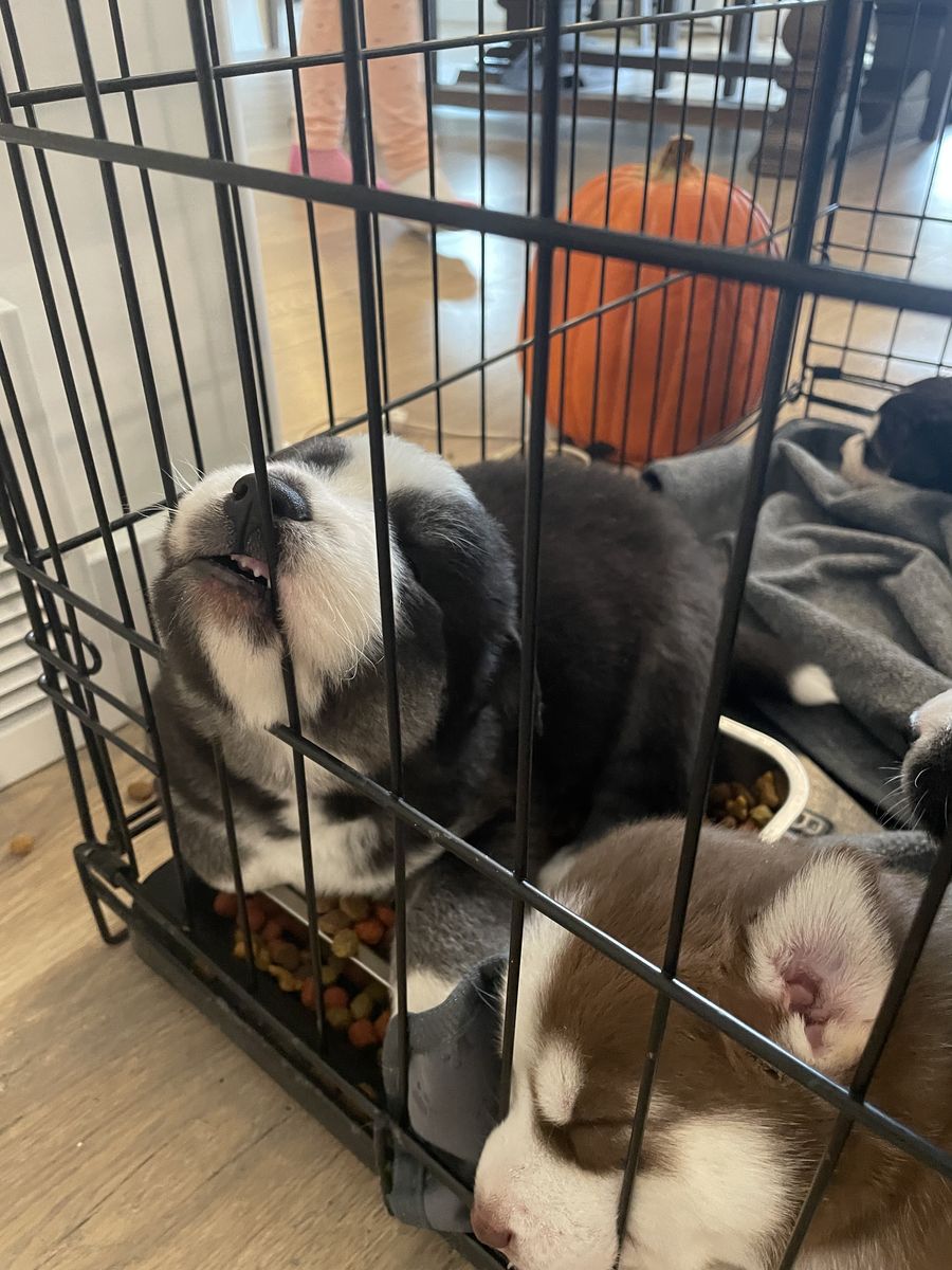 AKC Siberian Husky Puppies