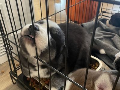 AKC Siberian Husky Puppies