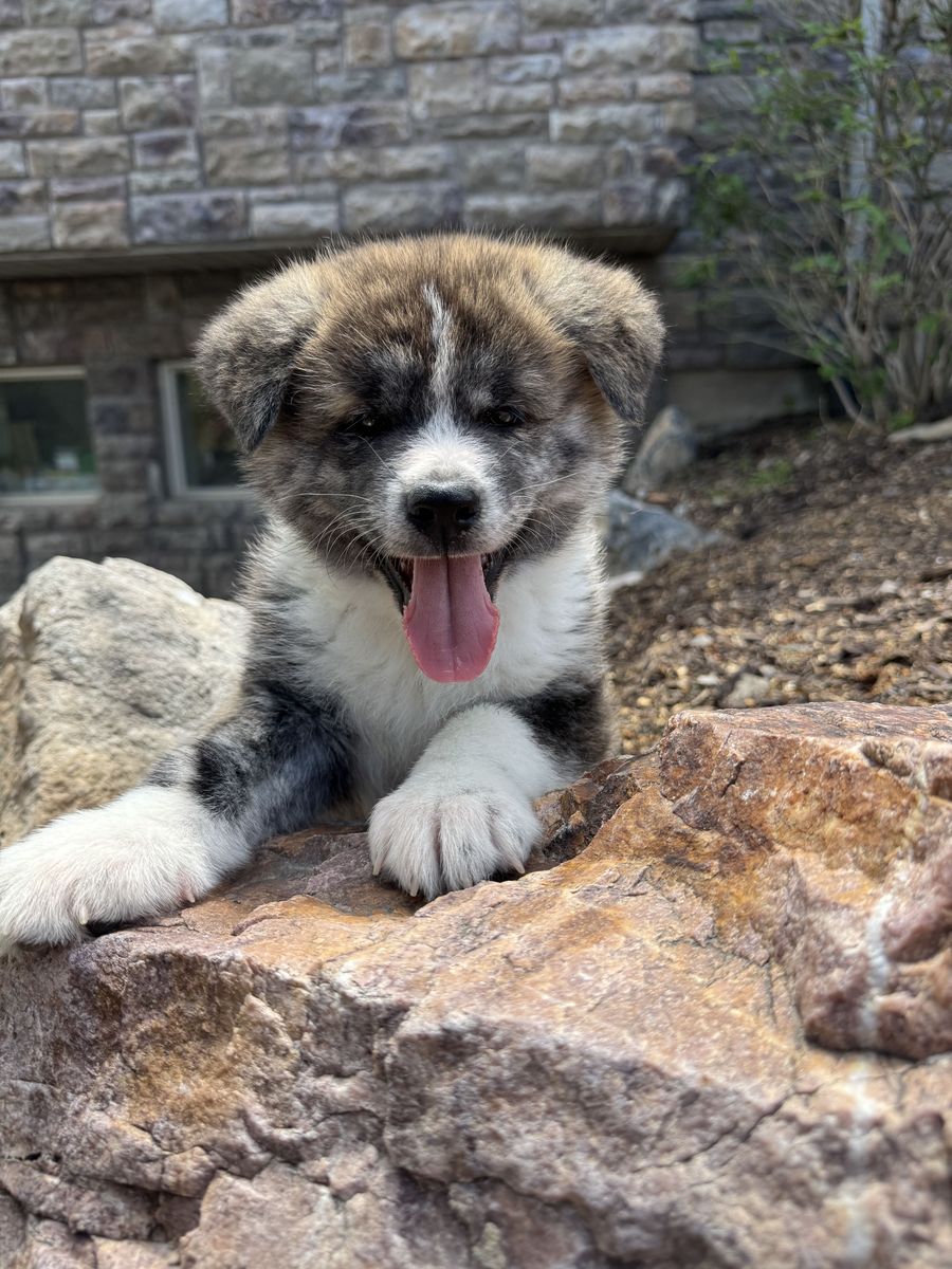 Japanese Akita Inu Puppies Available – Spring Litter Brindle Boy