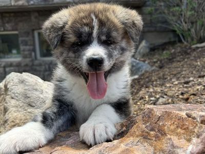 Japanese Akita Inu Puppies Available – Spring Litter Brindle Boy