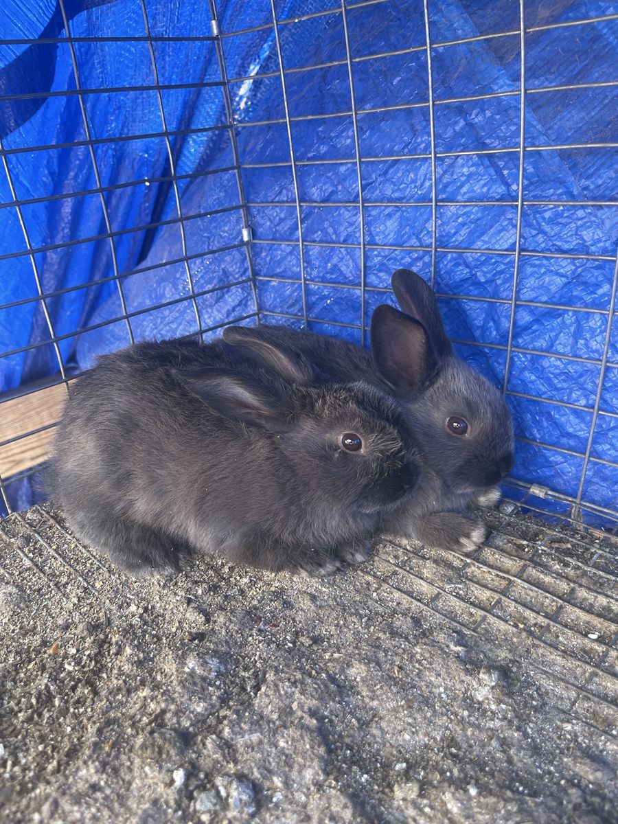 Rabbits