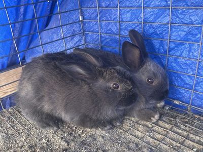 Rabbits