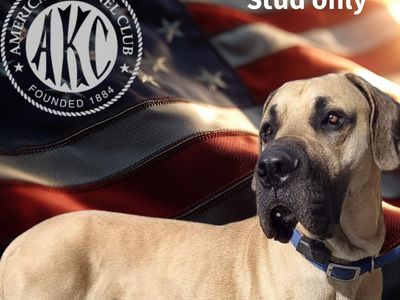 GREAT DANE STUD