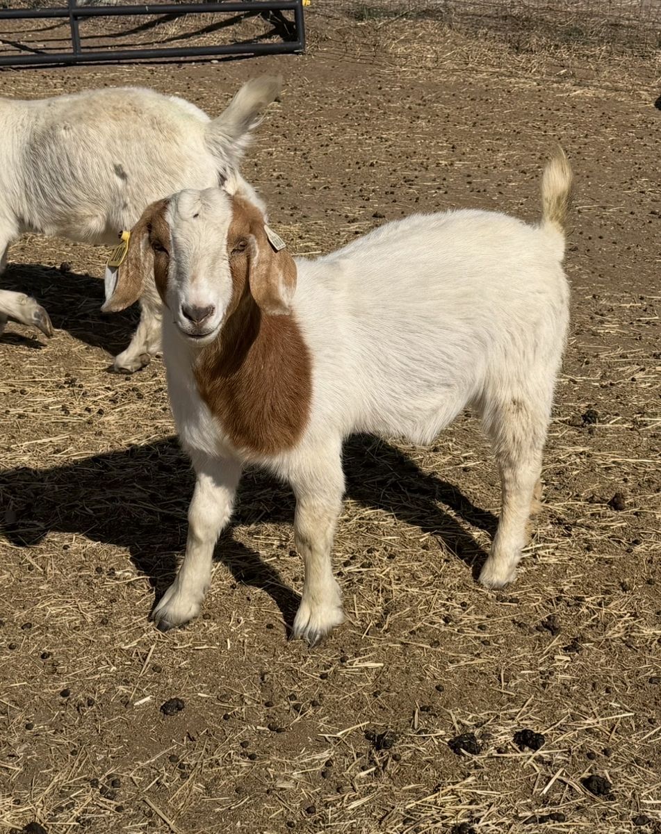 Captain Morgan x Gator Yearling doe