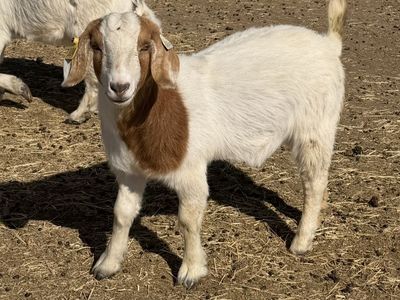 Captain Morgan x Gator Yearling doe